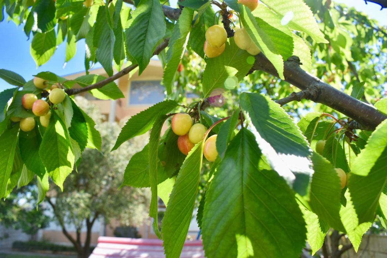 Petrovac Villa Dolphin Apartments מראה חיצוני תמונה